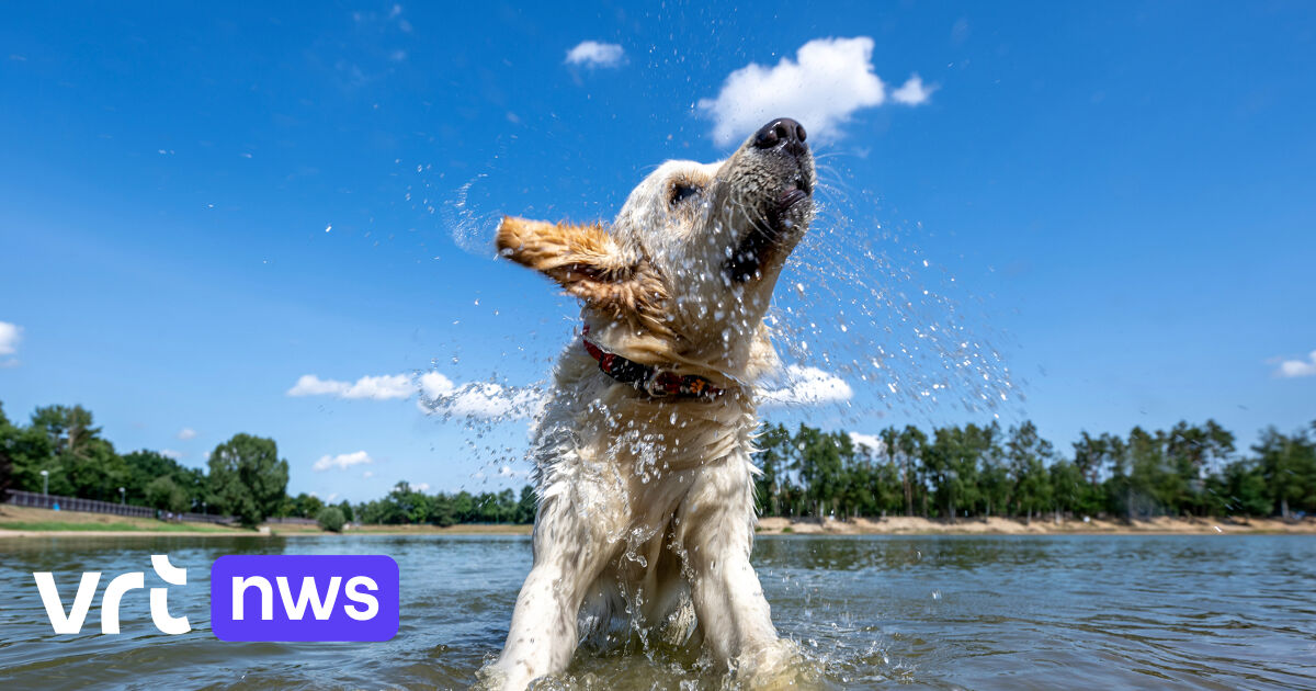 30,2 graden: dagrecord in Ukkel gebroken, vanaf morgen eerste hittegolf ...
