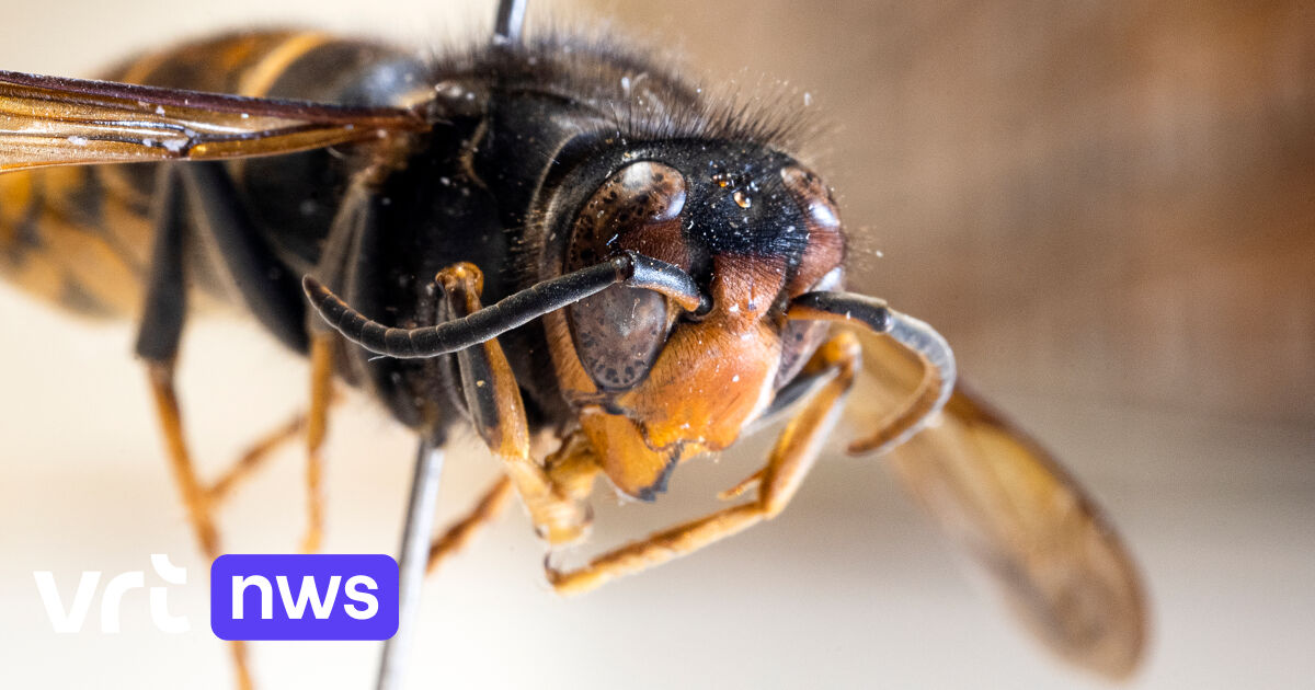Vrouw uit Houthalen durft niet meer op terras door nesten Aziatische hoornaars in leegstaand pand: 