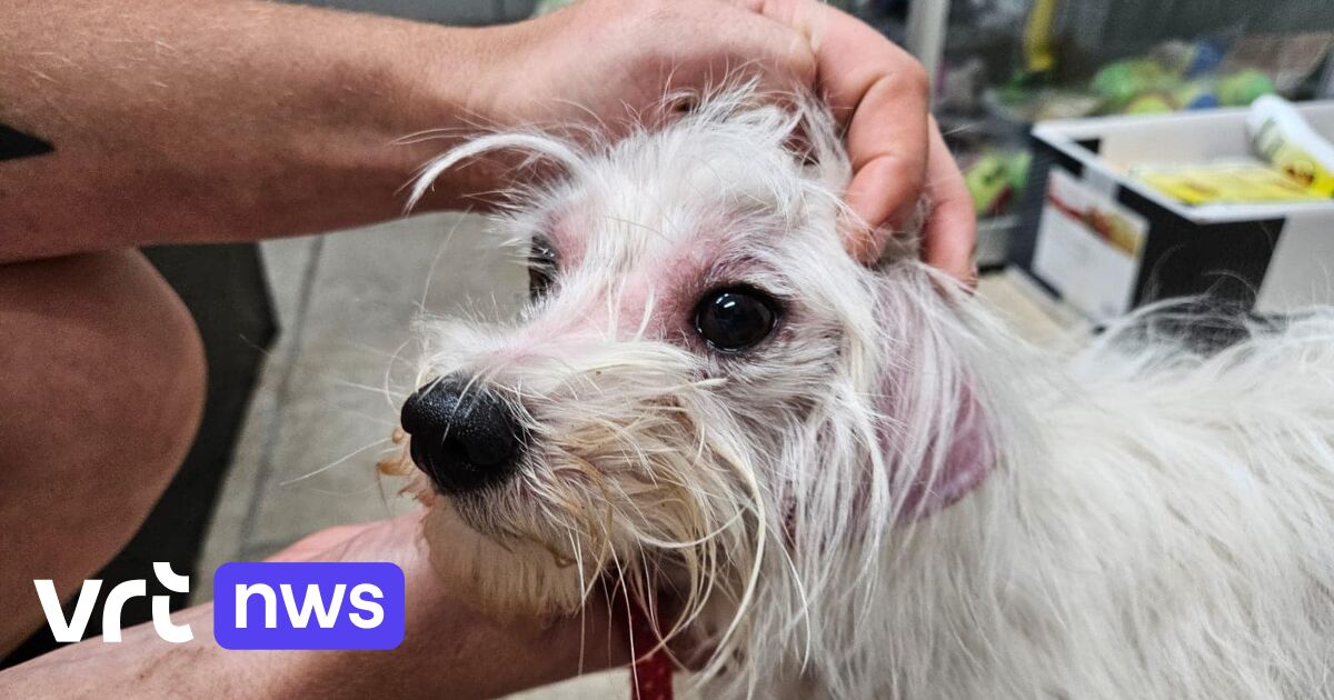 Heroic Rescue: Woman Saves Dog From Drowning in Canal