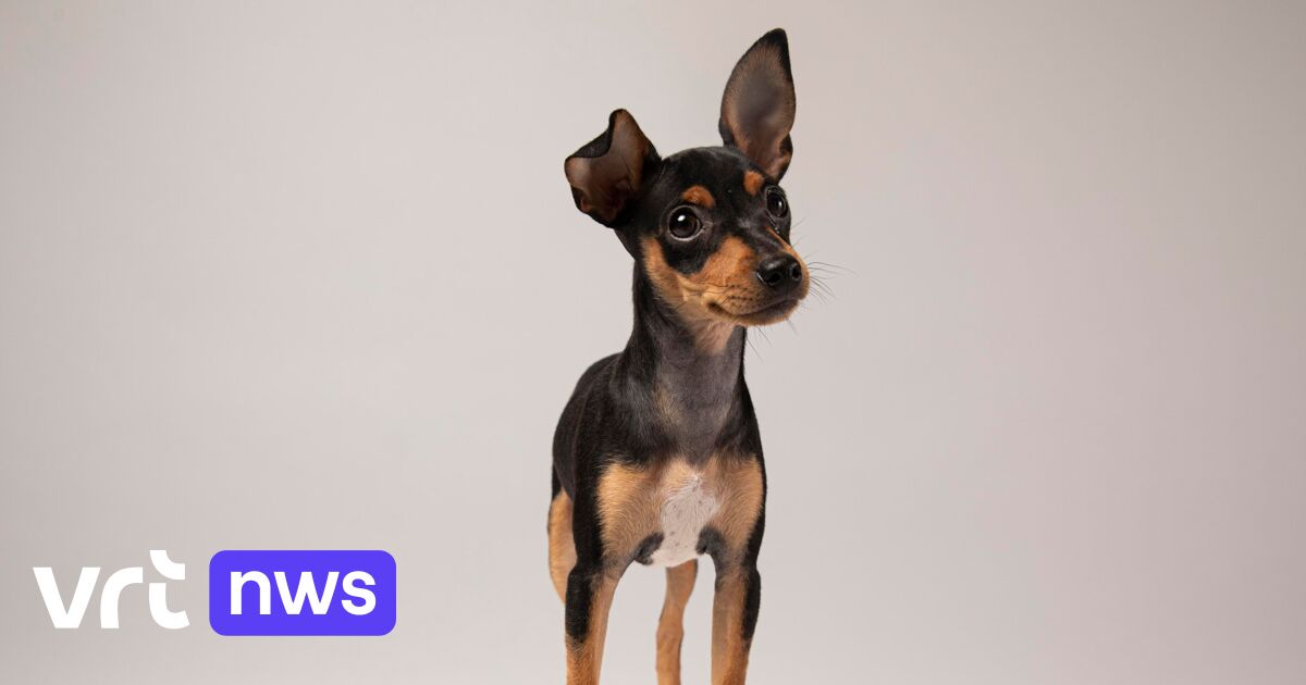 Exvrijwilliger in dierenasiel uit Oostende die eigen hond doodschopte, moet boete betalen VRT