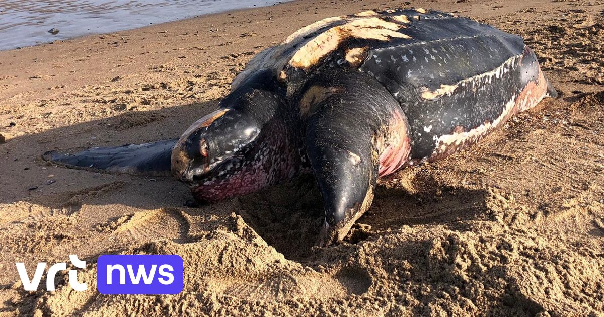 Lederschildpad van 1,73 meter groot aangespoeld in Knokke-Heist | VRT