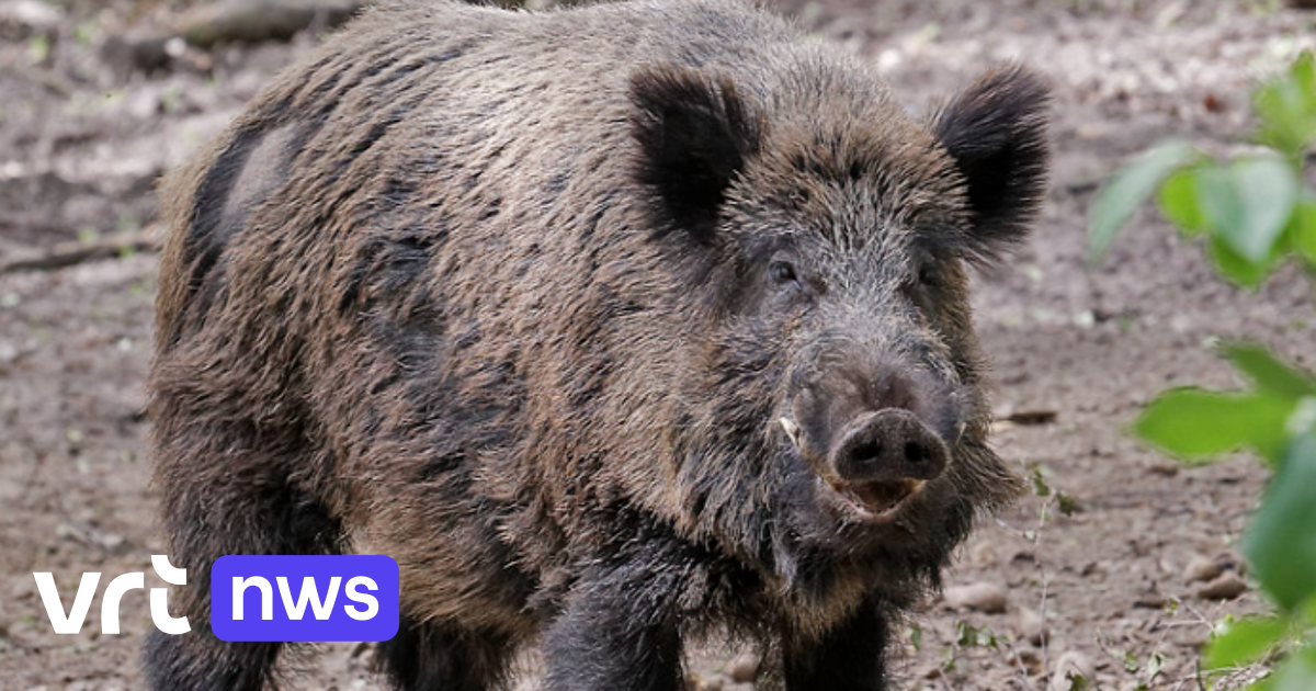 Everzwijnen opgedoken in regio De Pinte, Merelbeke en rand van Gent: jagers mogen dieren afschieten