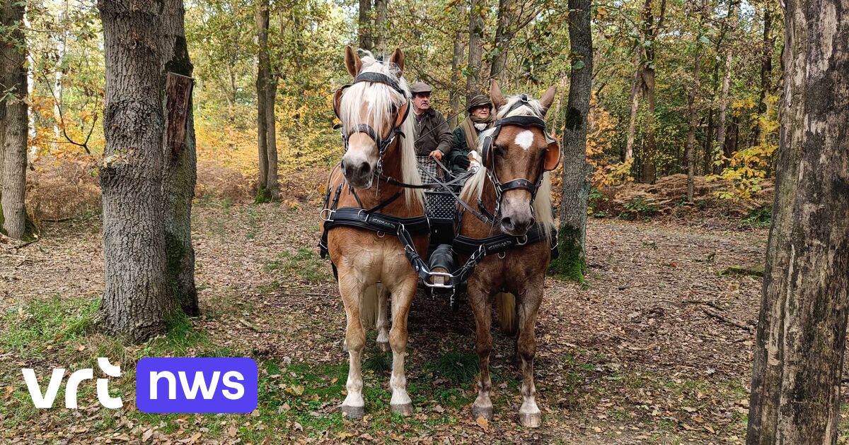 Oudsbergen opent Droomroute voor ruiters en menners VRT NWS nieuws