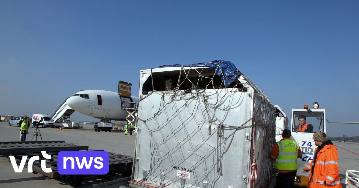 Escaped horse forces Belgium-bound plane to return to JFK | VRT NWS: news