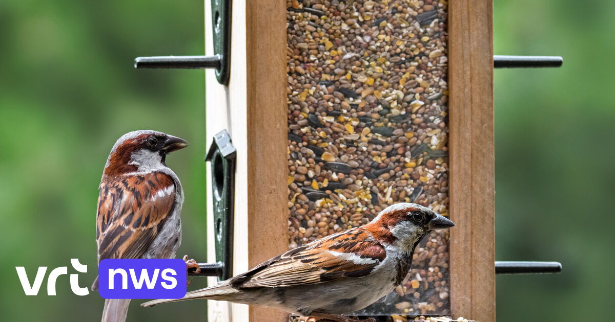 Huismus blijft meest getelde vogel in Vlaamse tuinen, maar aantal