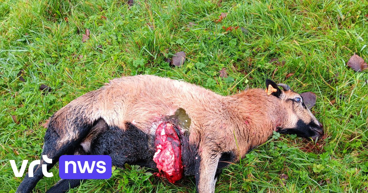 Wolf gespot in Geel: schaap doodgebeten en bijna verdronken