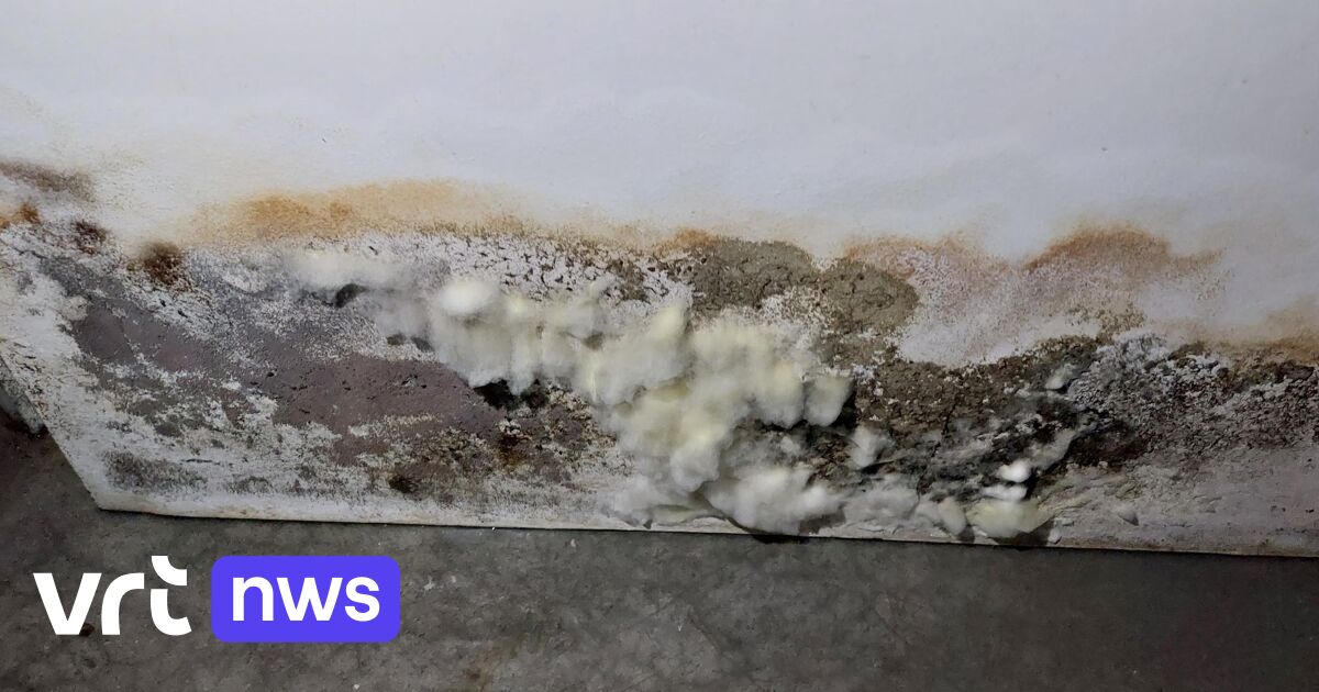 Schimmel en water in kelders van nieuwe sociale woningen in Gent: “Elektriciteit en deurbellen in gemeenschappelijke ruimtes werken niet meer”