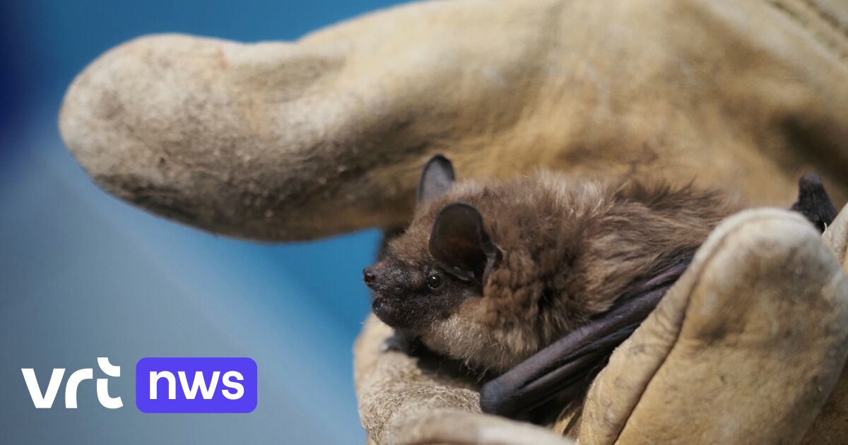 Mysterie rond gigantische vleermuizenpenis kent doorbraak dankzij Nederlandse kolonie