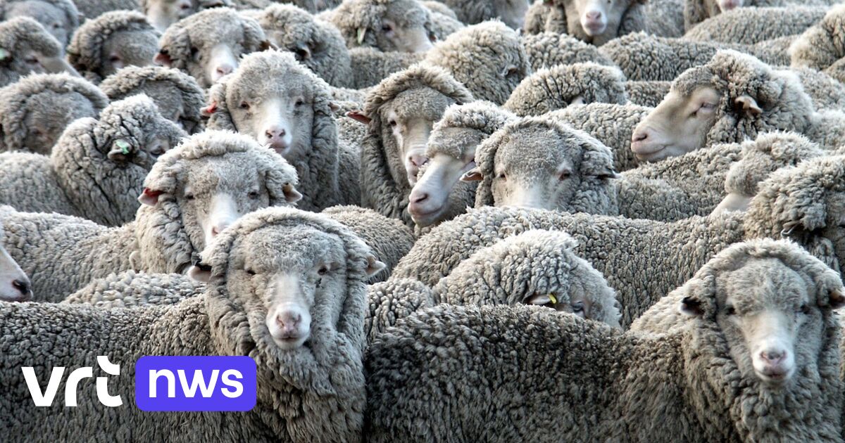Van Riemst naar Voeren met 300 schapen: Natuurpunt organiseert wandeling van 21 km met kudde schapen