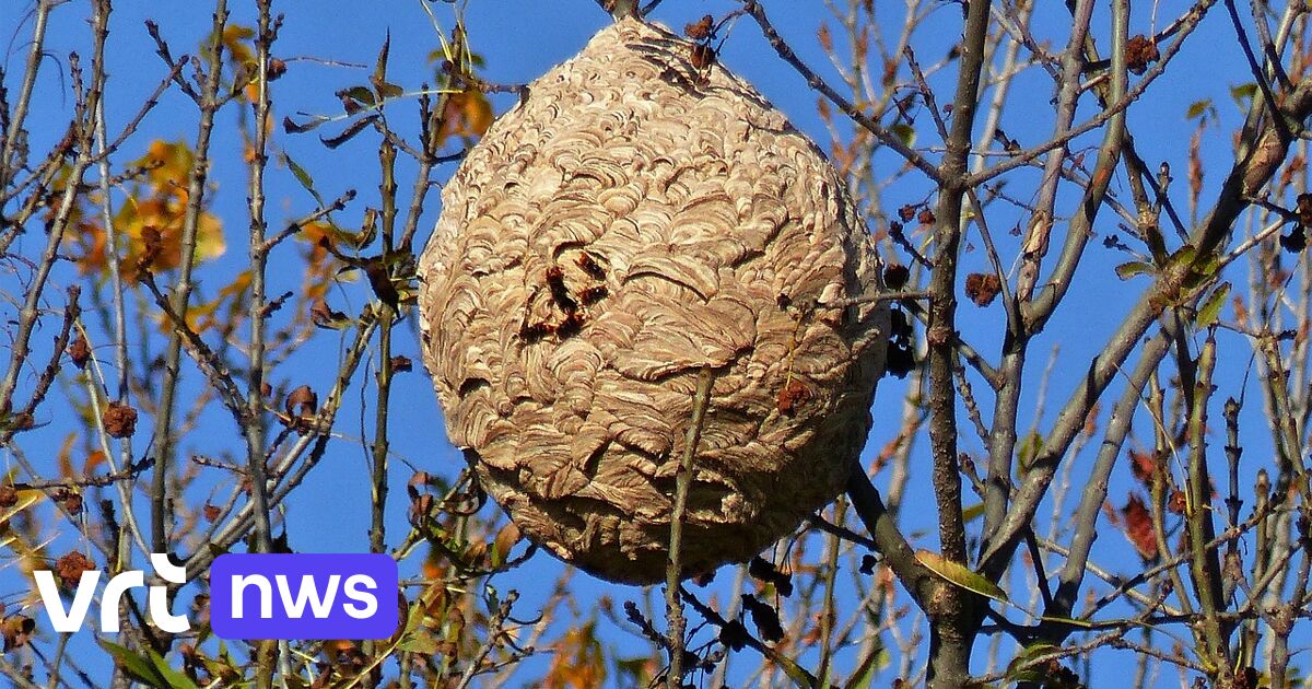 Nest van Aziatische hoornaars binnenkort gratis laten verwijderen in Lier