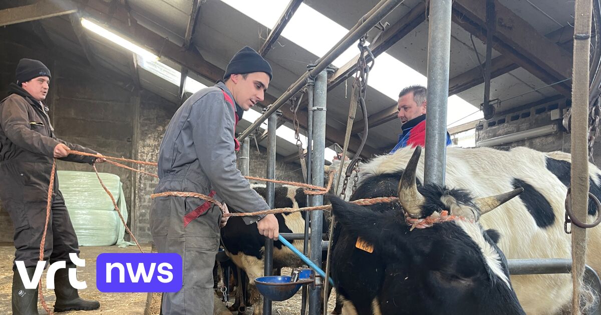 Twee weken na evacuatie keren 103 koeien terug naar hun stal in Woumen