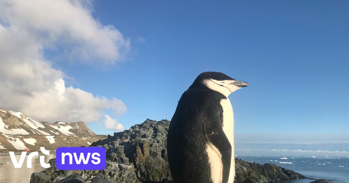 Pinguïns op Antarctica doen 10.000 dutjes per dag