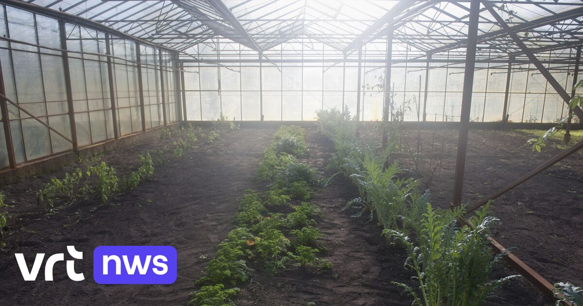 Europees Parlement versoepelt regels voor genetisch gewijzigde planten