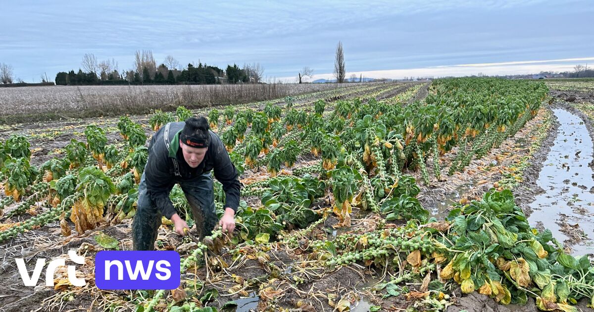 Brussels Sprout Growers Facing Financial Challenges and Declining Market: Growers Fear Industry Decline in West and East Flanders