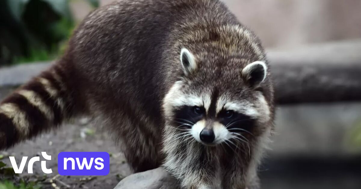 Natuurhulpcentrum Oudsbergen waarschuwt voor toename van wasberen: "We moeten nu ingrijpen"