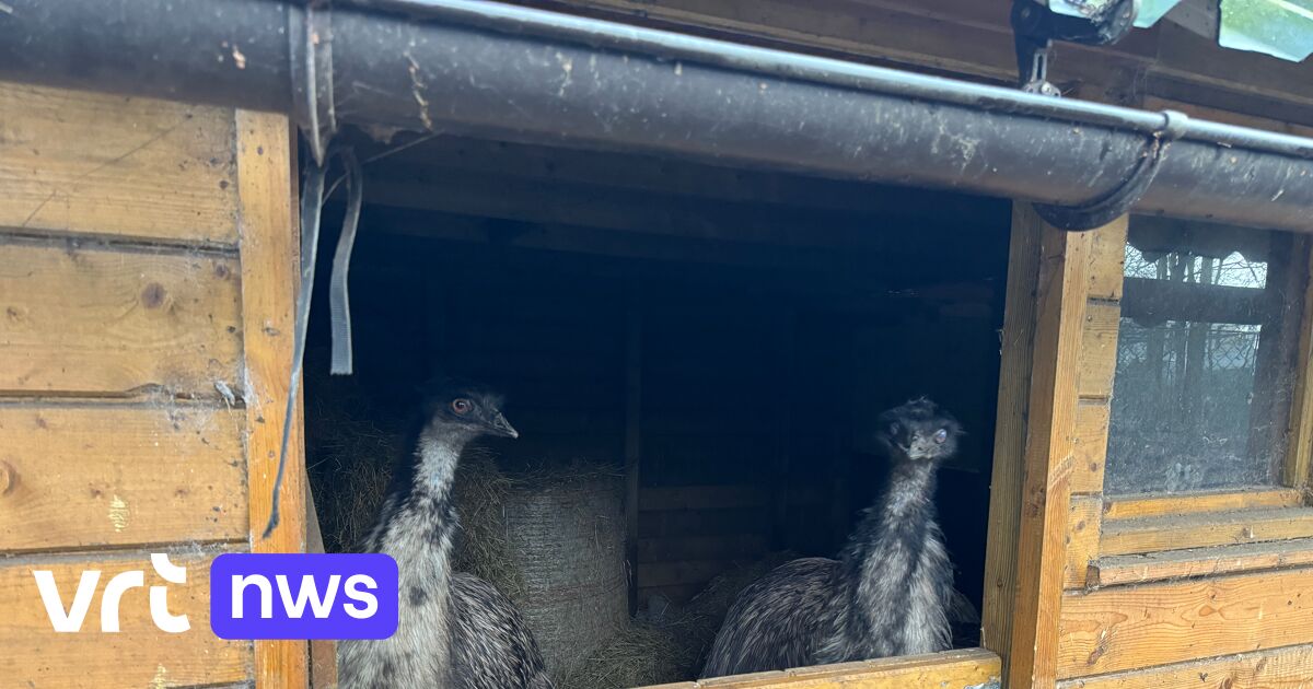 Emoes en leeuwen op stal in het Natuurhulpcentrum in Oudsbergen om ze