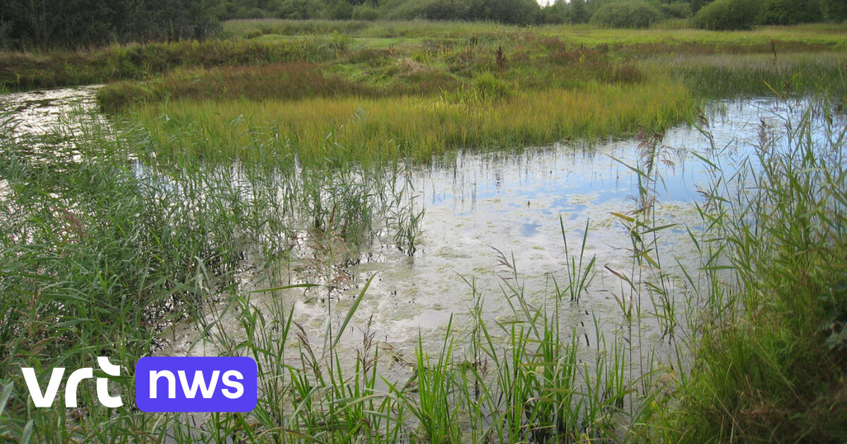 Hevige regen is voor waardevol natuurreservaat De Zegge in Geel geen zegen: 