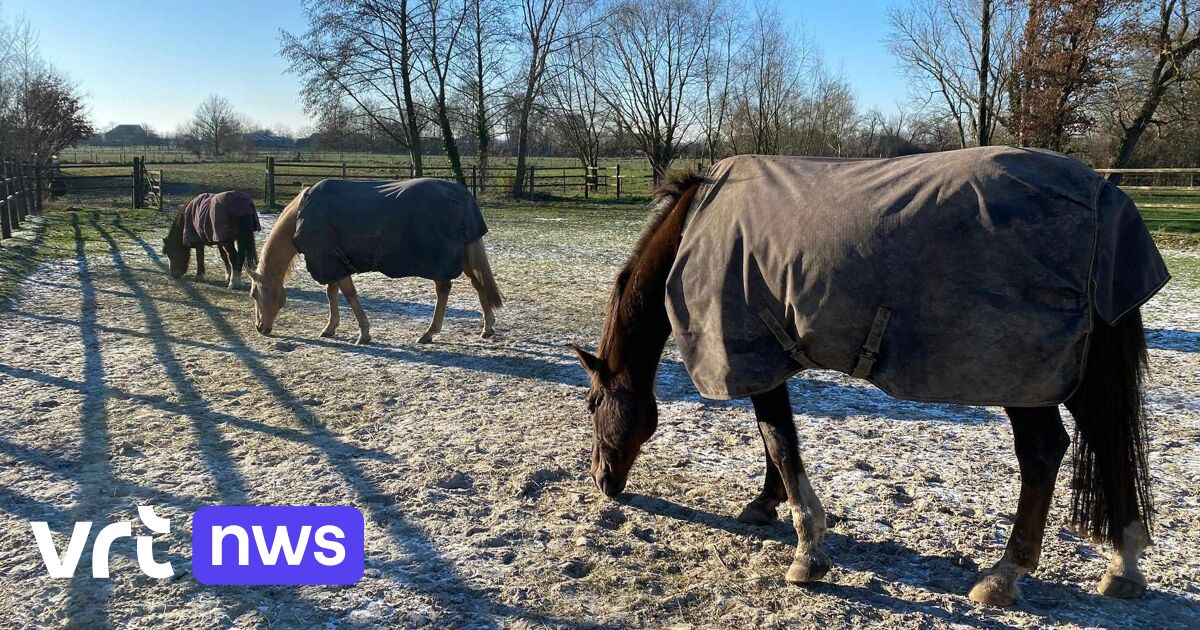 Buggenhout hangt genummerde plaatjes aan weides om sneller te reageren bij problemen met dieren
