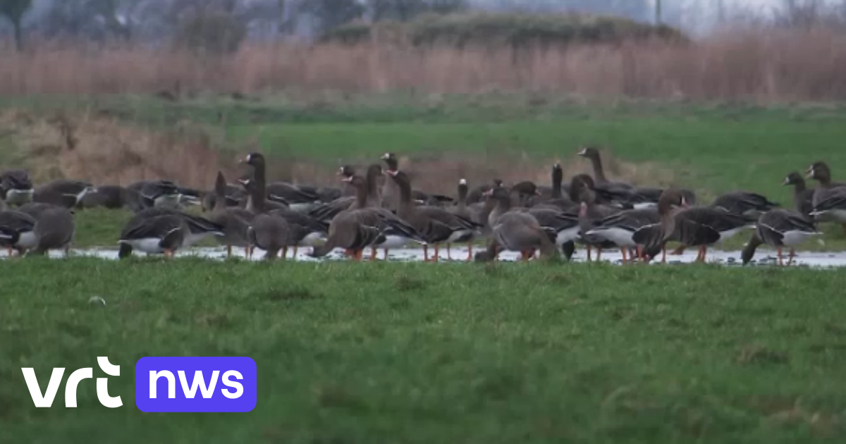 In Belgien wurden rund 60 Wildvögel positiv auf Vogelgrippe getestet