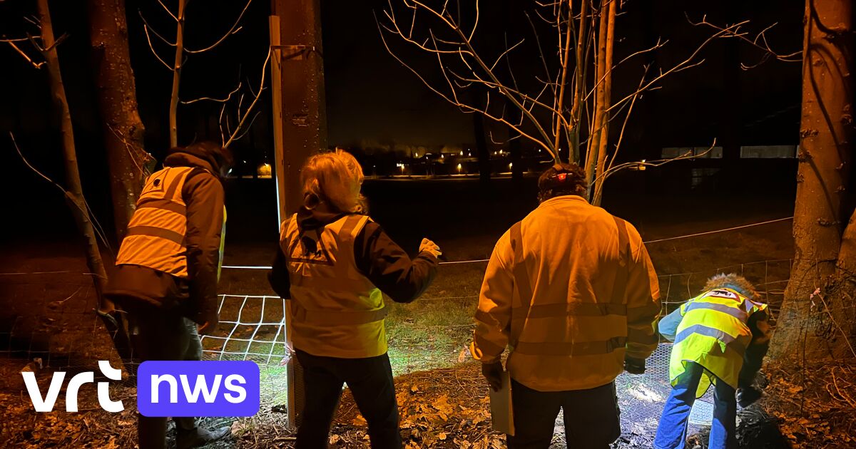 Natuurpunt Lennik Werkt Mee Aan Paddenonderzoek UGent: "Op Zoek Naar ...