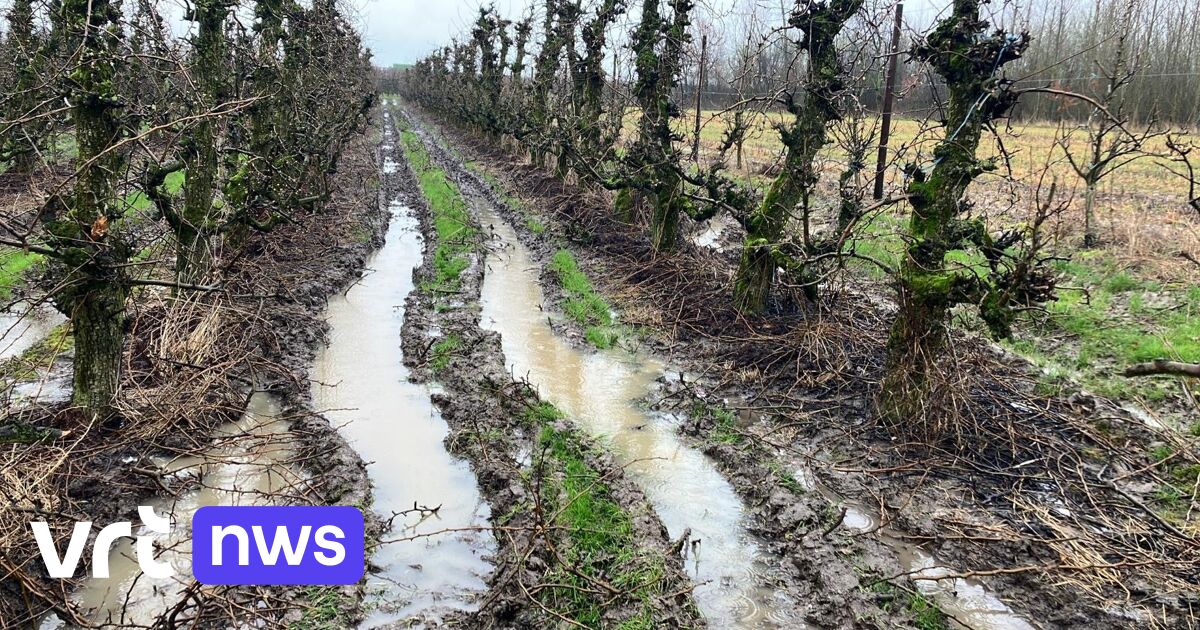 Fruittelers met handen in het haar door nat en zacht weer: 