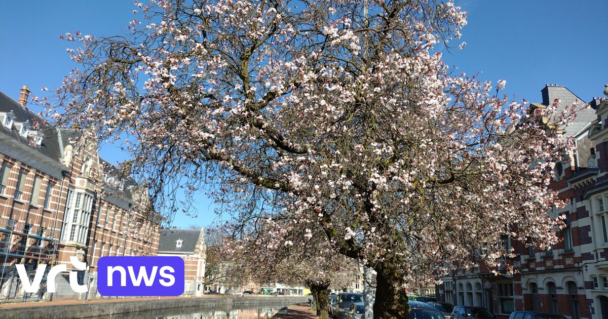 Kerselaars in Dendermonde bloeien voor de laatste keer | VRT NWS: nieuws