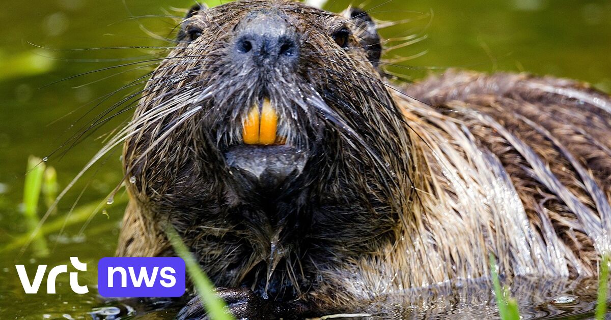 Na ontdekking knaagsporen: Hemiksem wil visvijver 'bevervriendelijker' inrichten