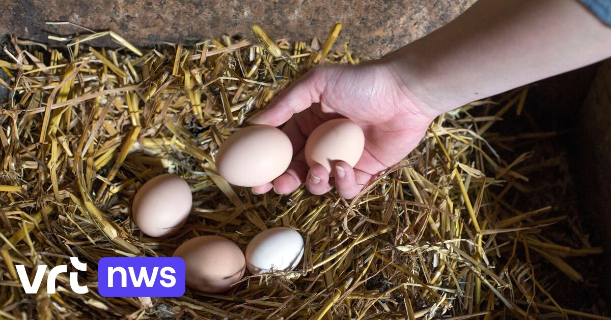 Nederlands Voedingscentrum waarschuwt: eieren van eigen kippen kunnen