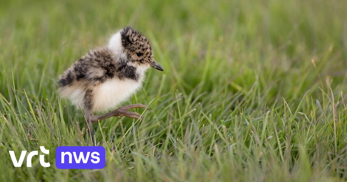 Zemst geeft landbouwers premie om bedreigde kievit op hun velden te laten broeden