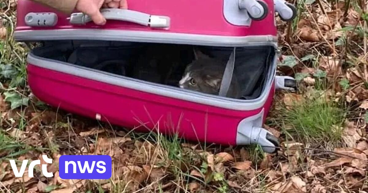 Dierenasiel in Geel overspoeld door gedumpte honden en katten: 