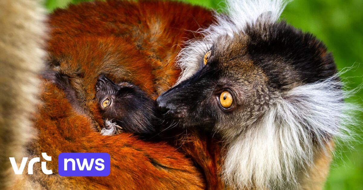 Onze dierentuinen hebben te veel dieren: