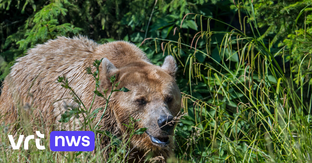Beer valt paddenstoelenplukker aan in NoordItalië VRT NWS nieuws
