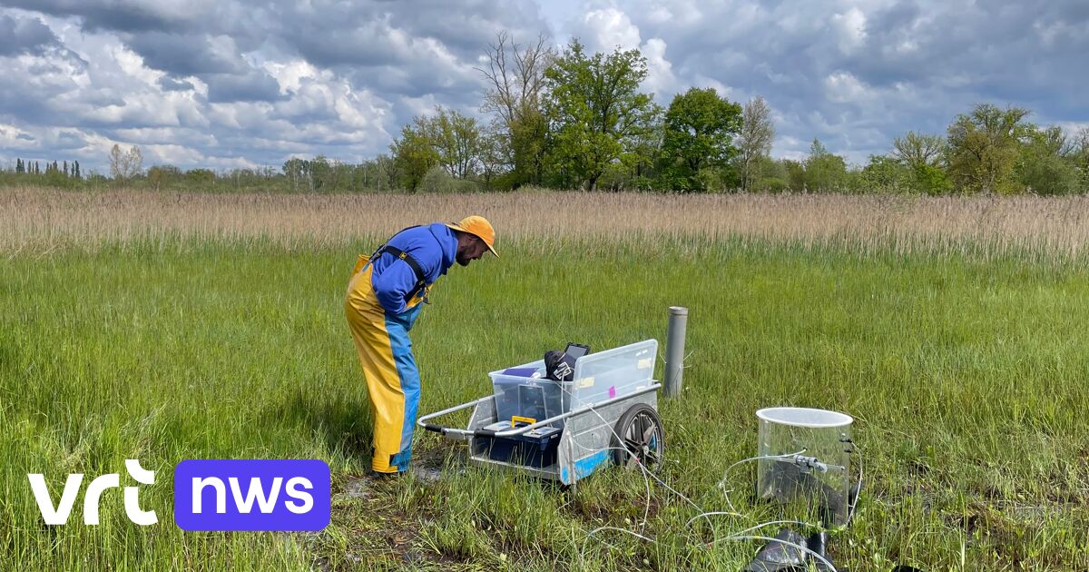Internationaal onderzoek in De Zegge in Geel: is veengebied nat genoeg om extra broeikasgassen op te