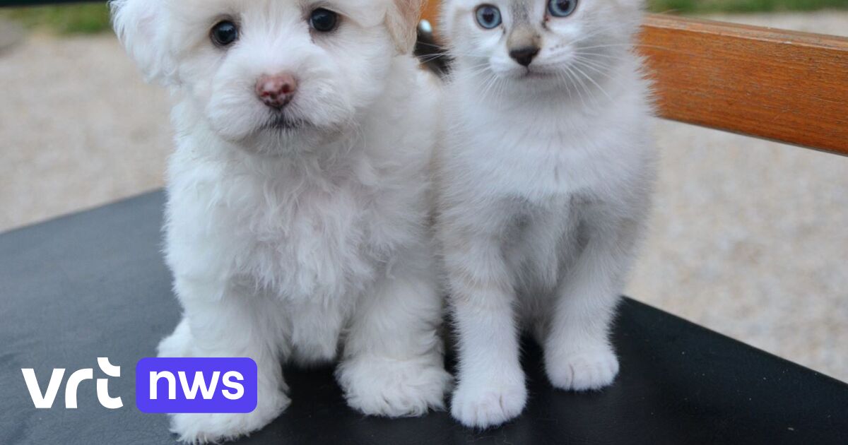 Vier verdachten voor rechter na mistoestanden bij puppyhandel in Kasterlee: 