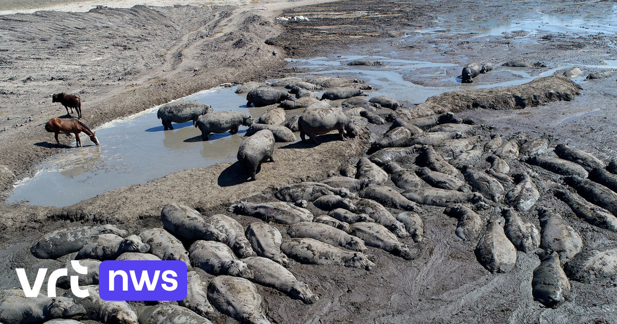 Triest Beeld Uit Botswana: Tientallen Nijlpaarden Zitten Vast In De ...