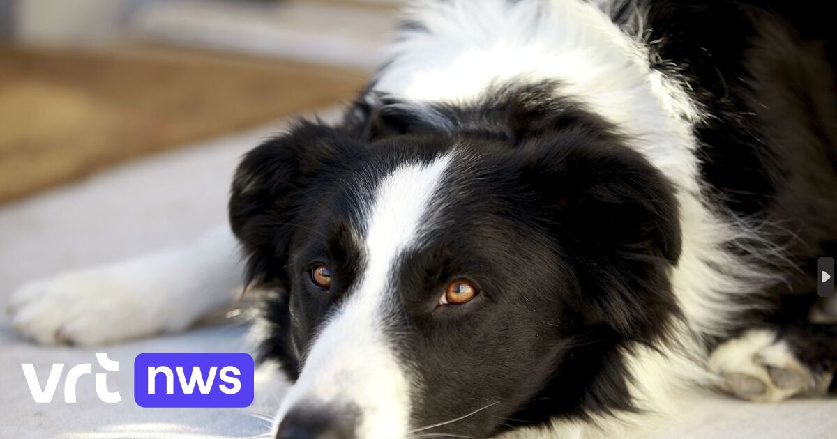 Politie Sint-Genesius-Rode waarschuwt hondenbaasjes voor giftige