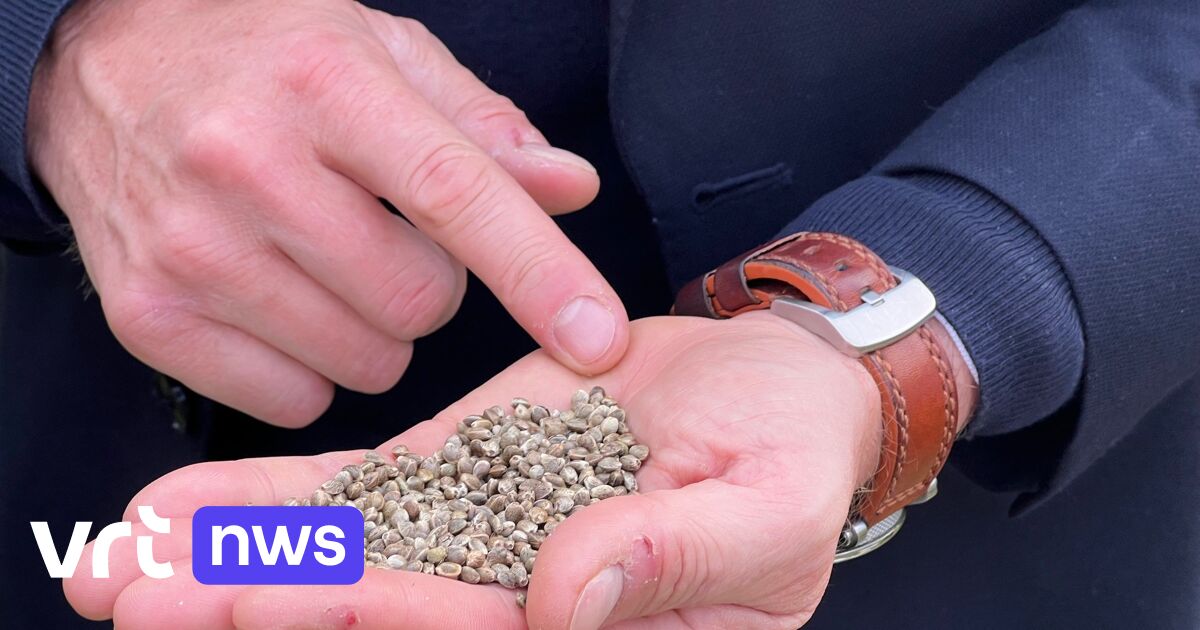 Brandweerkazerne in Lillo eerste in Vlaanderen waar hennep wordt