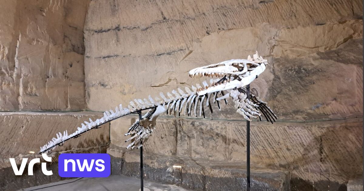 Museum 'Grotten van Kanne' koopt skelet van mosasaurus uit Marokko: "70