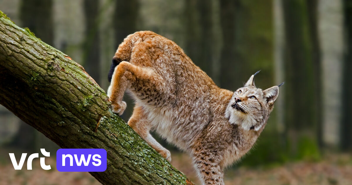 There’s room for 75 lynxes within the wild in Belgium, says WWF: this manner we are able to dwell along with the animals