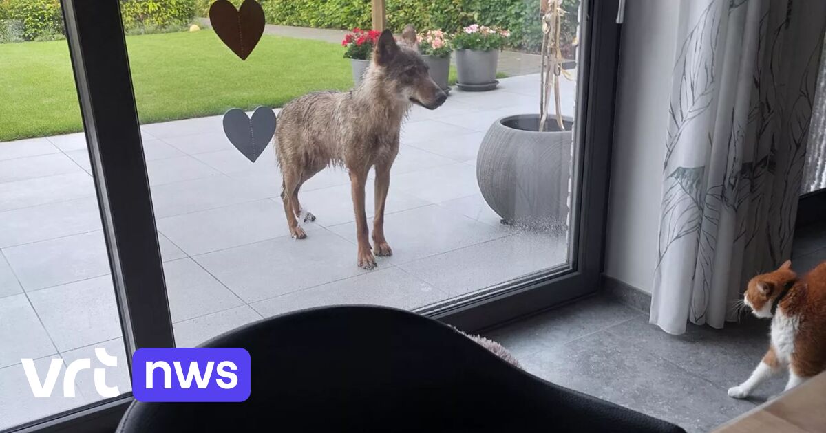 Wolf steekt neus aan raam van woonhuis in Dilsen (tot ongenoegen van de kat)