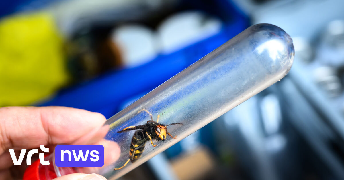 Elsene start campagne tegen de Aziatische hoornaar: 