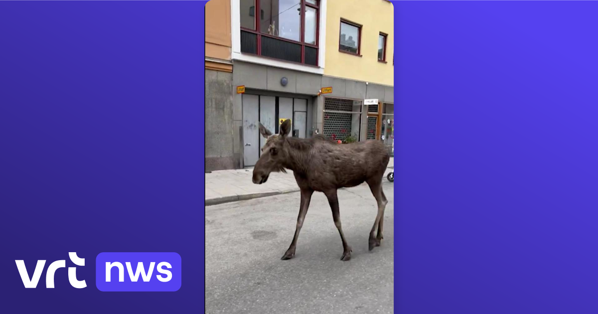 2 Elanden Lopen Rond In Stockholm, Jager Schiet Ze In Opdracht Van Stad ...