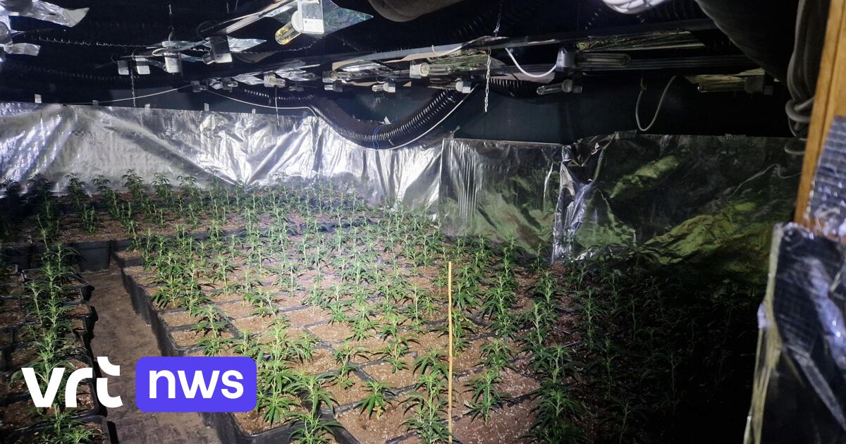 Cipier uit Genk veroordeeld voor wietteelt in zijn loods in Sint-Truiden: 220 uur werkstraf en 8.000
