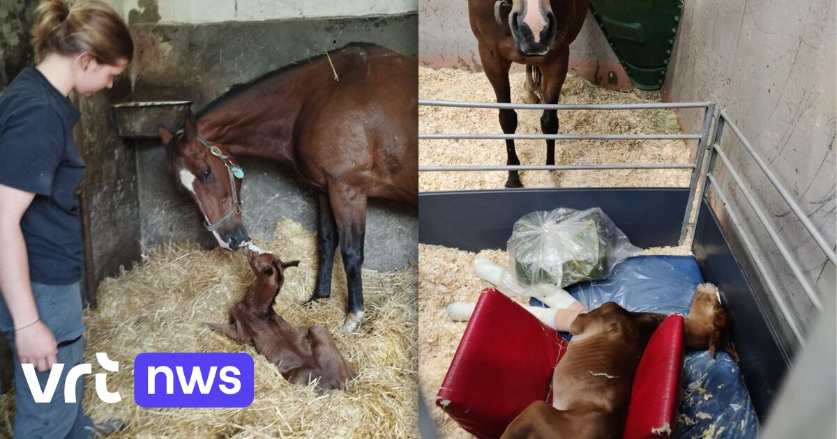 Veulentje uit Sterrebeek gered dankzij escorte van politie Zaventem: “Tijd was van essentieel belang