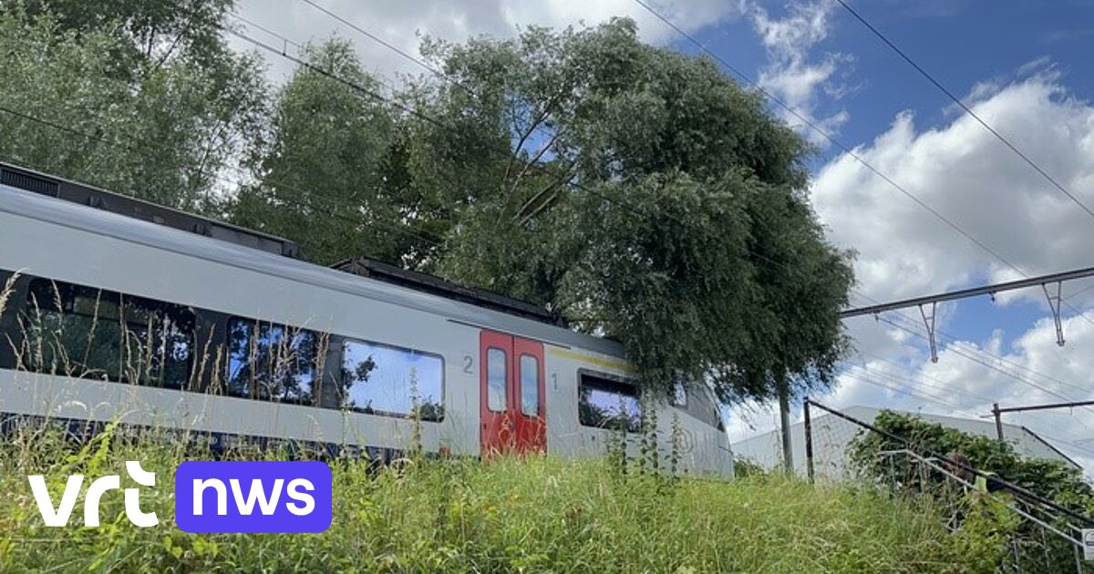 A tree falls on the observe in Wijgmaal: practice site visitors has been stopped and Rock Werchter pageant goers are caught on the bus for “hours”.