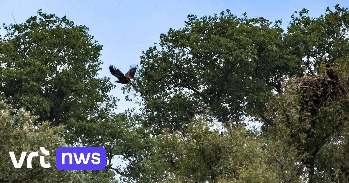 Historisch moment in Blankaart Diksmuide: eerste arendsjong vliegt uit ...
