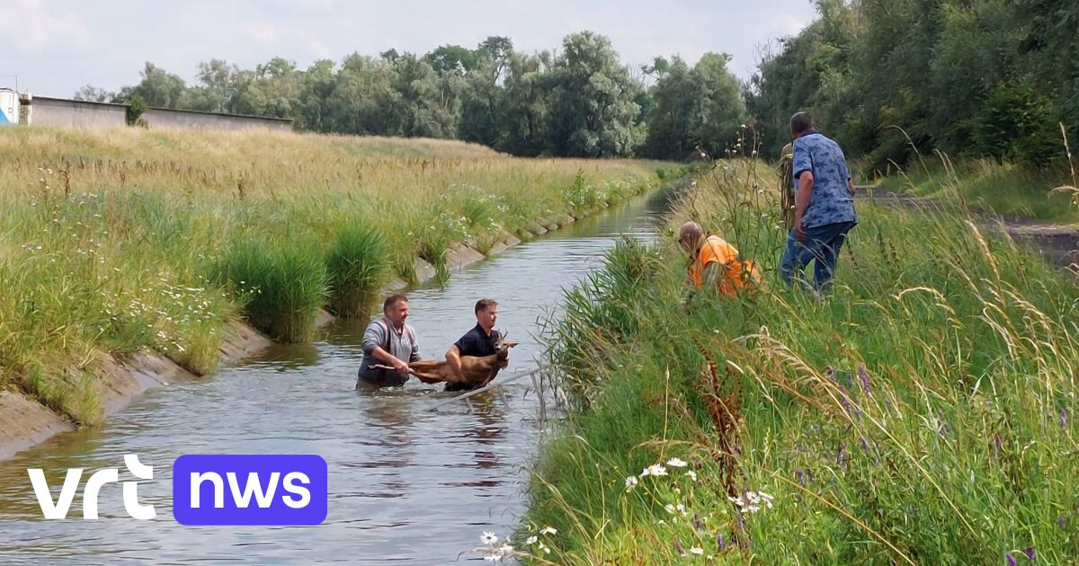 Twee brandweermannen gaan water in om hert te redden in Merkem