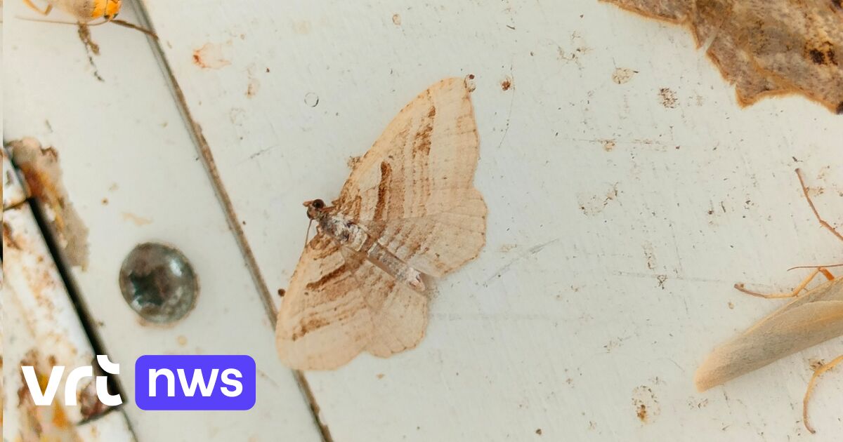 フォルスト（ラークダル）の男性が珍しい蛾を発見：「我が国では5回しか目撃されておらず、最初の目撃は1937年でした」