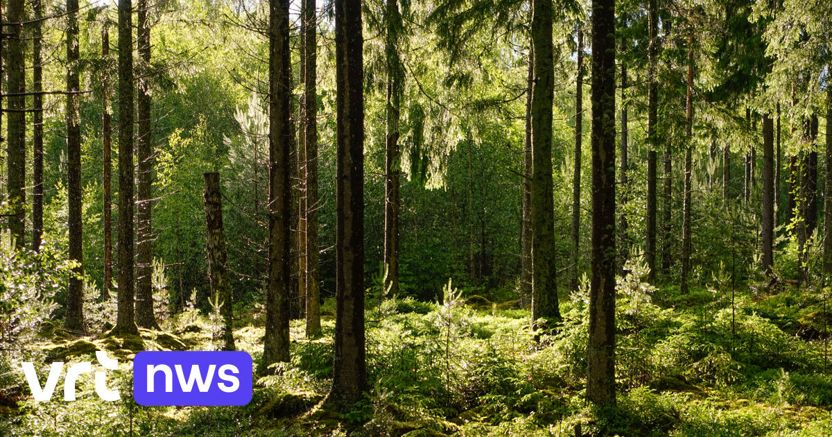 Restauration de la nature : la Wallonie et Bruxelles sont en retard, et le plan de la Flandre ne convainc pas