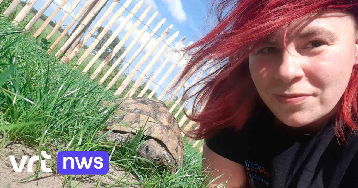 Missing tortoise resurfaces after 3 years 30 kilometres up the road